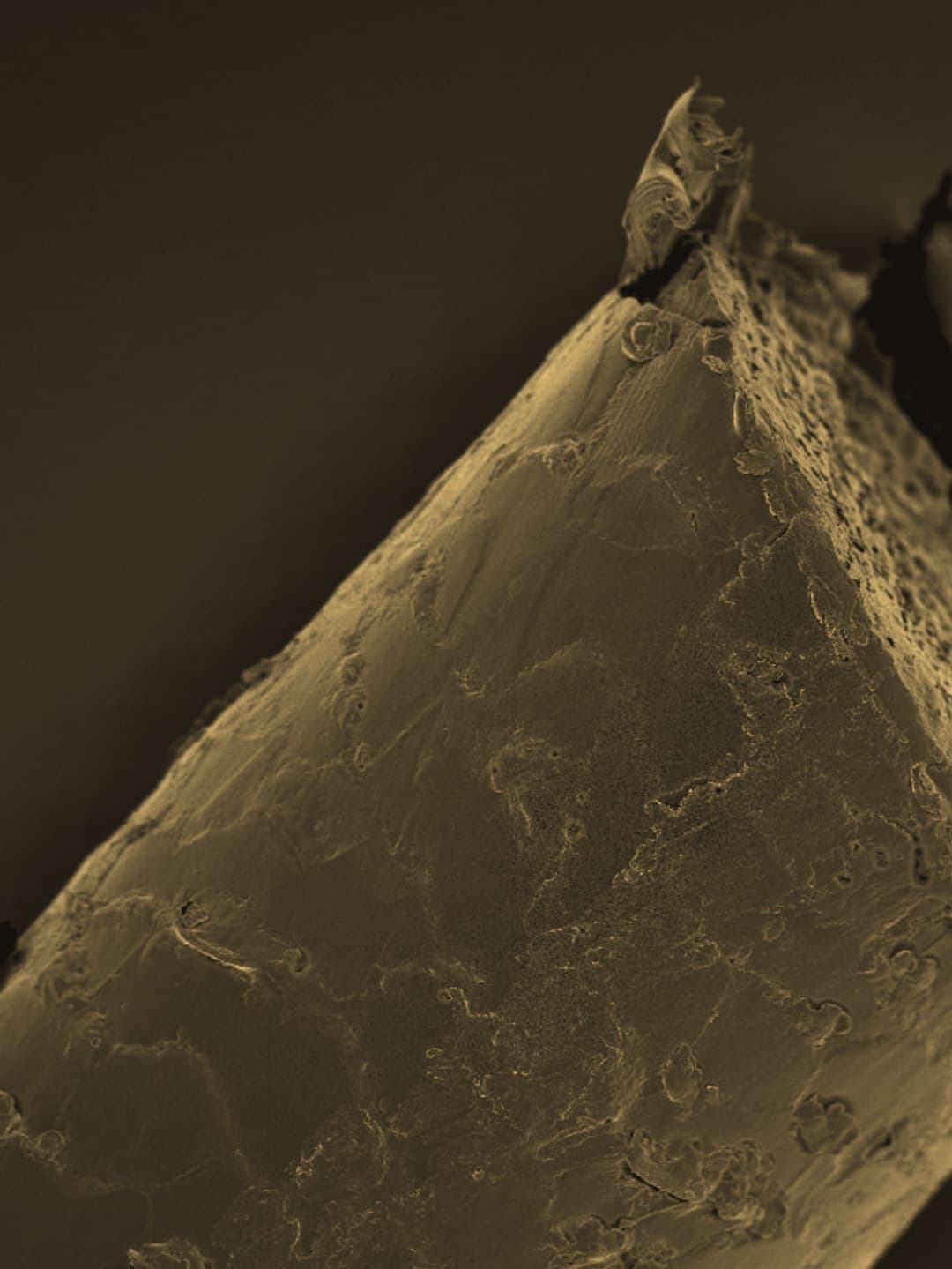 The cut end of a hair under an electron microscope